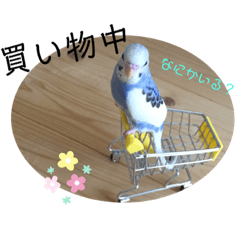 かわいい インコのイラストスタンプ Lineスタンプ インコインコ